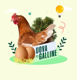 Uova e galline