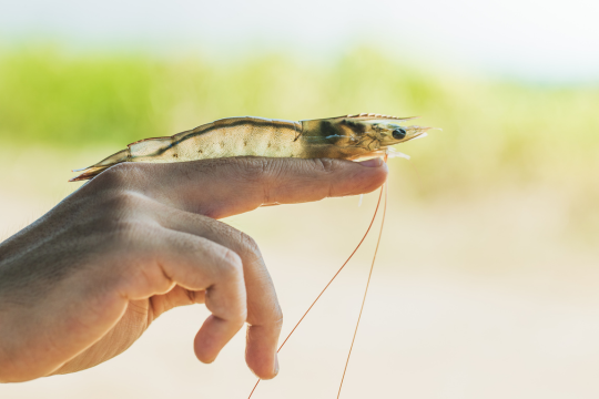 DEMO FARm - Kỹ thuật